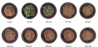 Metabolomics analysis unveils important changes involved in the salt tolerance of Salicornia europaea